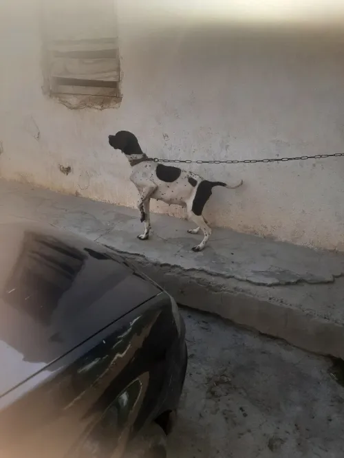 chien de chasse pointer anglais
