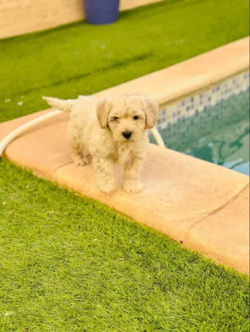 Caniche bichon 3mois 