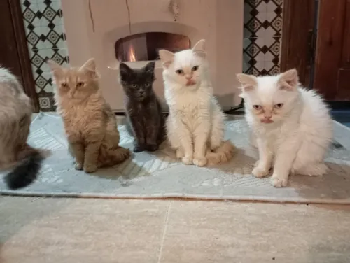 Chaton persan