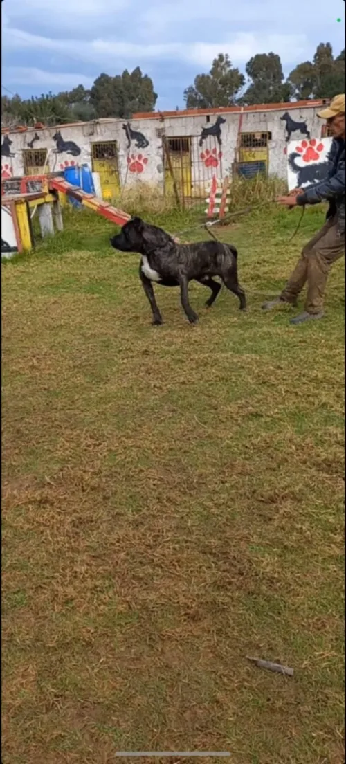 Cane corso âge de 3ans