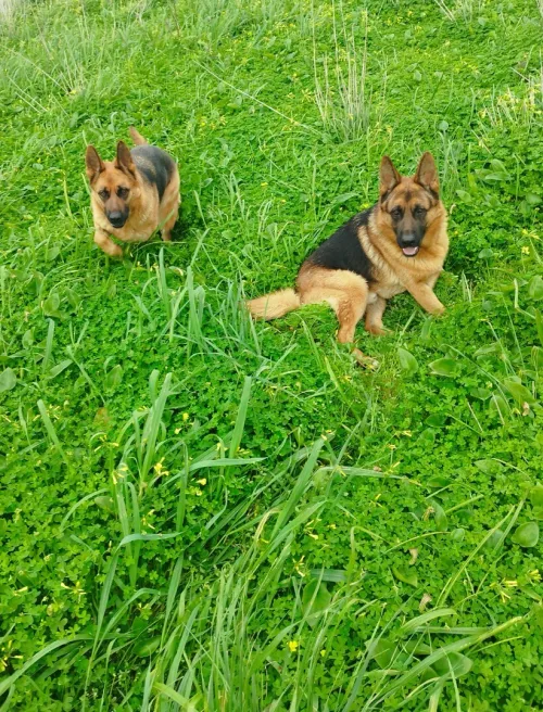 Berger Allemand pure race 
