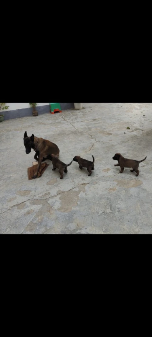 Malinois charbonné 