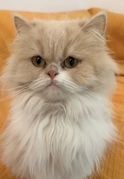 Persan pekface