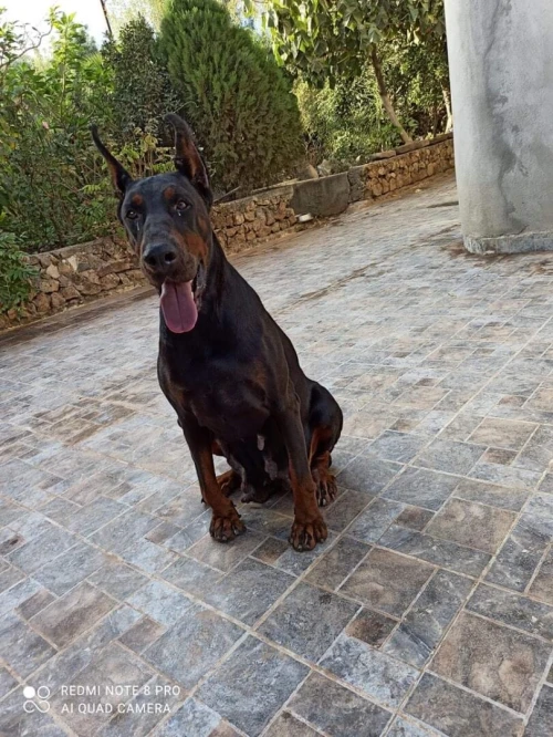 Doberman européen pedigree