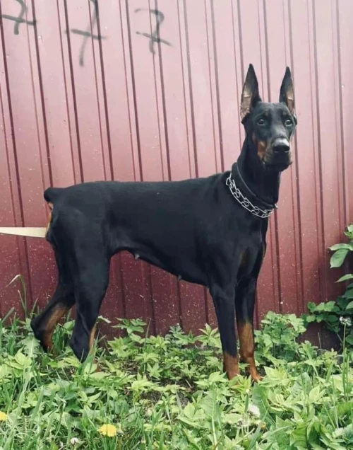 Doberman européen pedigree