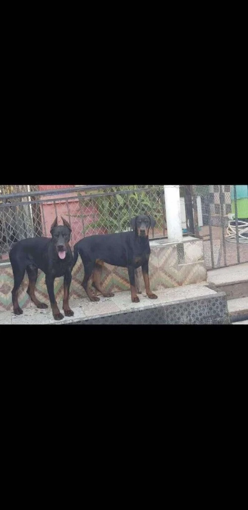Doberman européen pedigree