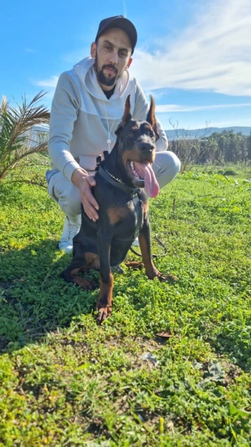 Doberman européen pedigree