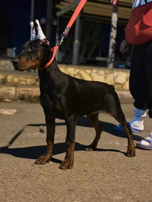 Doberman européen pedigree