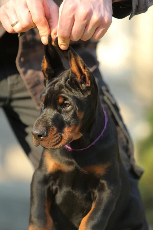Doberman européen pedigree