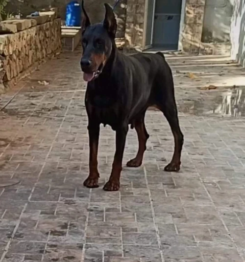 Doberman européen pedigree