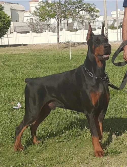 Doberman européen pedigree