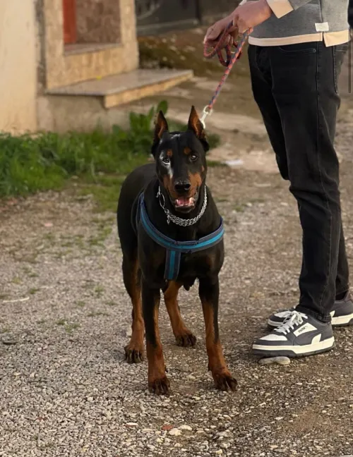 Doberman européen pedigree