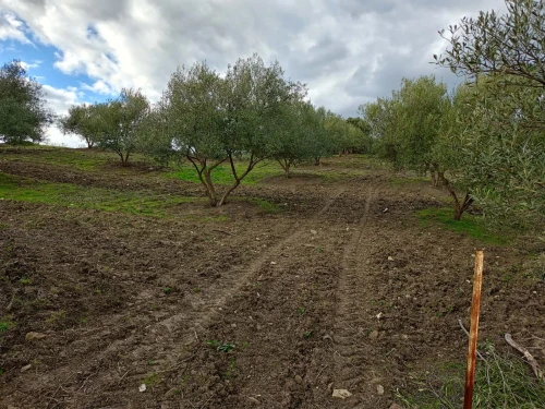 Vente Terrain Tizi Ouzou Agouni gueghrane