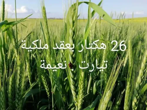 Vente Terrain Agricole Tiaret Naima