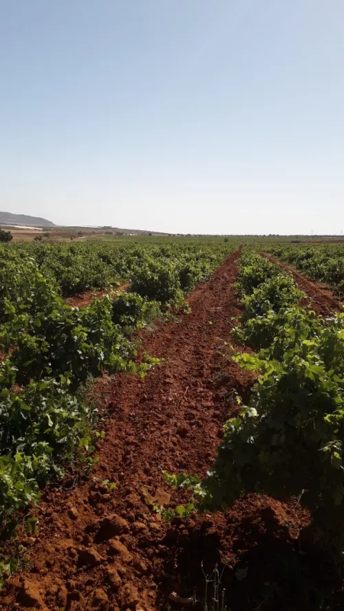 Vente Terrain Agricole Ain temouchent Terga