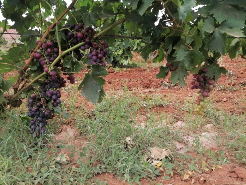 Vente Terrain Agricole Ain temouchent Terga