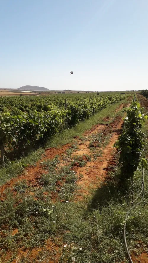 Vente Terrain Agricole Ain temouchent Terga