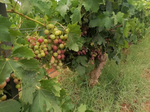 Vente Terrain Agricole Ain temouchent Terga