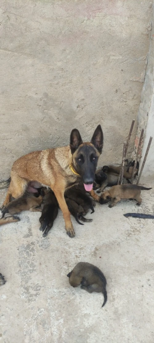 Chiots malinois charbonnet