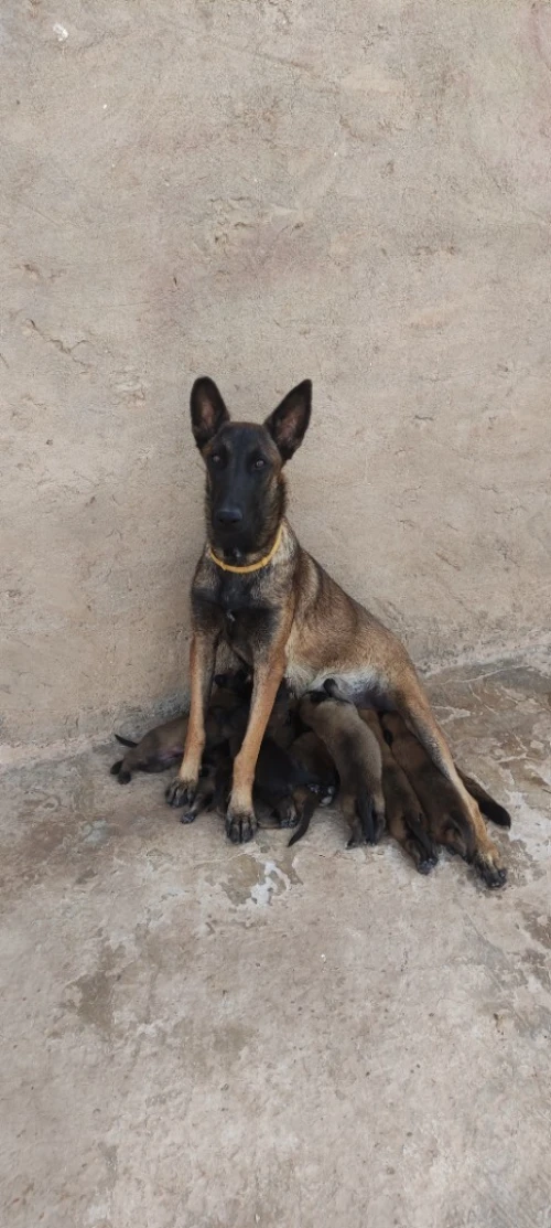 Chiots malinois charbonnet 