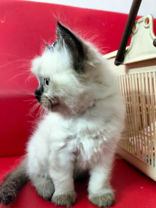 Himalayen 