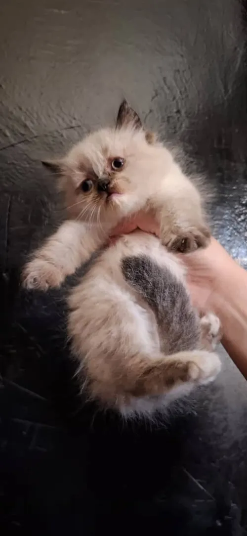 Himalayen 