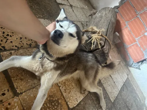 Husky 9