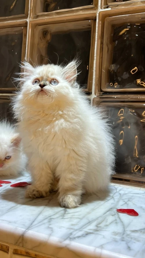 Chat persan femmele