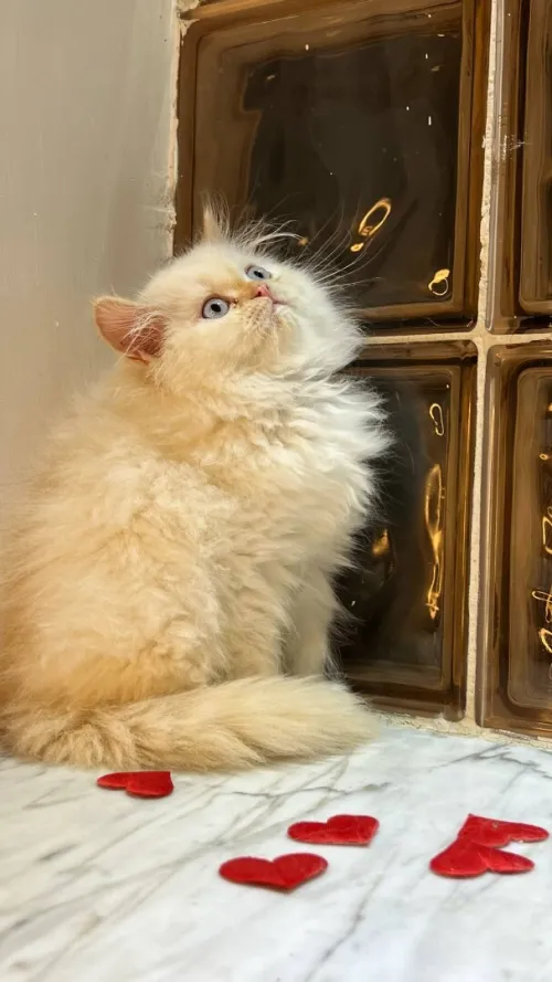 Chat persan femmele