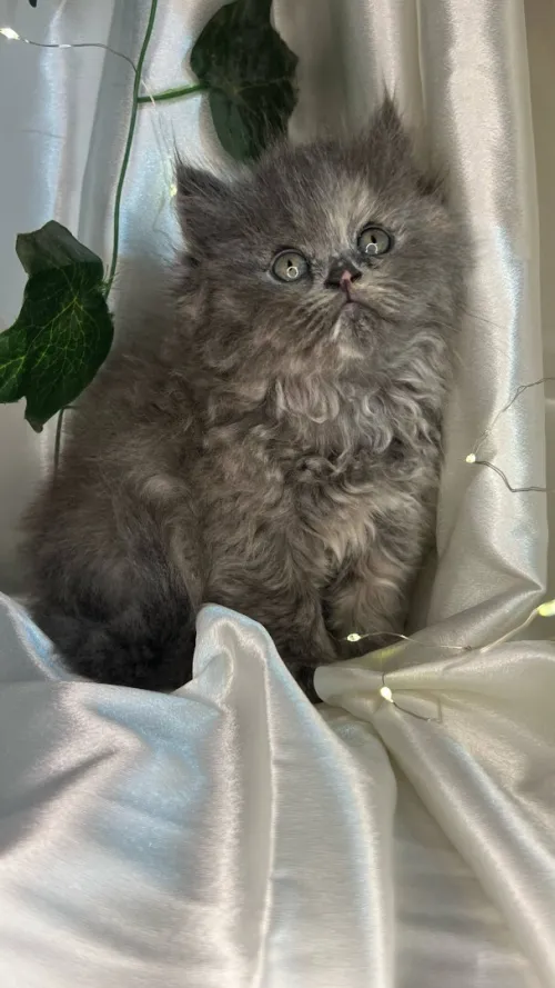 Chat person à vendre