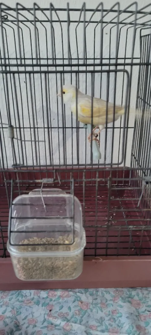 Canari satiné