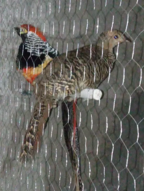 FAISAN- COUPLE