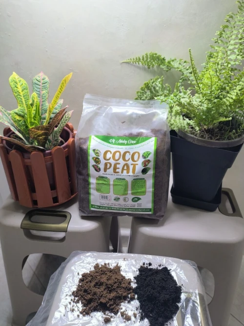 نبات الكروتون plant crotone