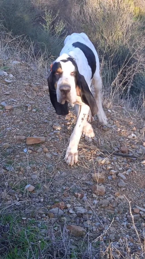 Chien de race Gascon saintongeois