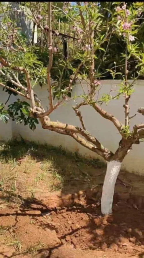 Vente Villa Alger Hussein dey