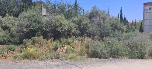 Vente Terrain Alger Bordj el kiffan