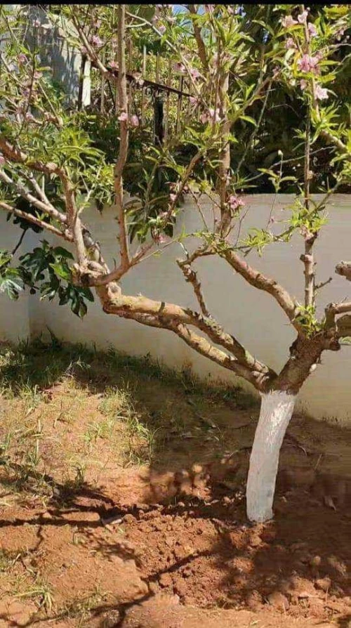 Vente Villa Alger Hussein dey