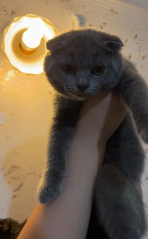 British short hair et scottish fold 