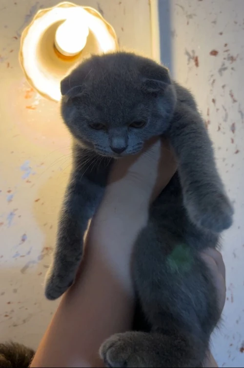 British short hair et scottish fold 