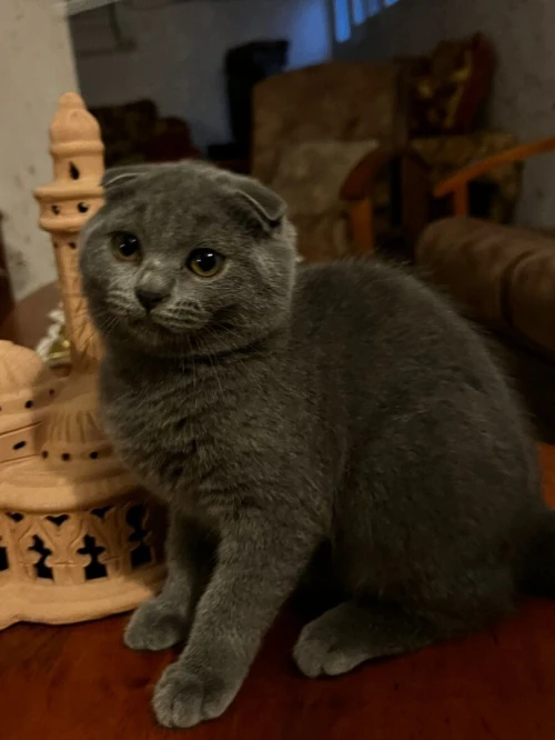 British short hair et scottish fold 