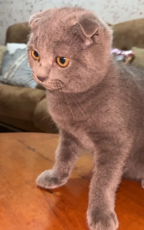 British short hair et scottish fold 