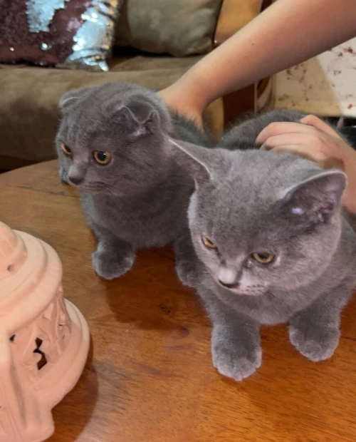British short hair et scottish fold 