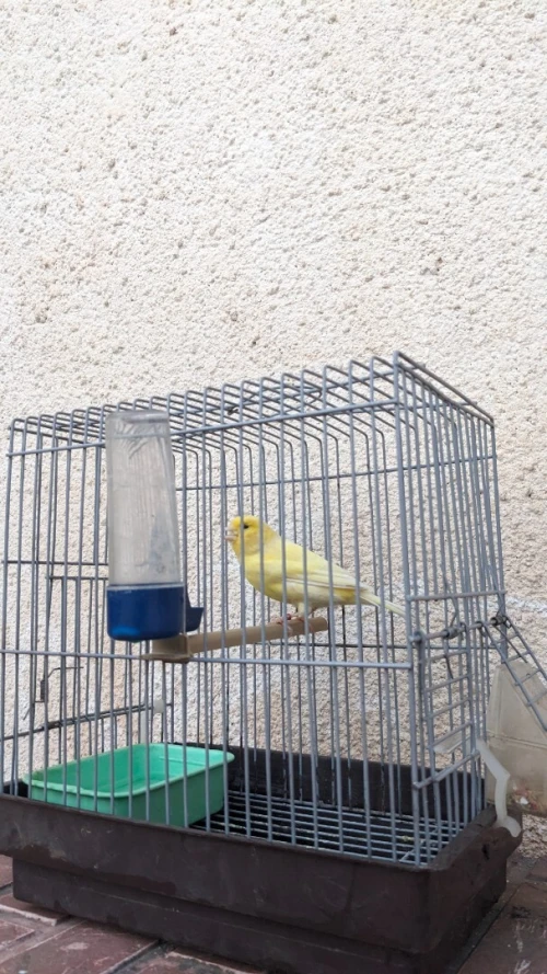 Canari