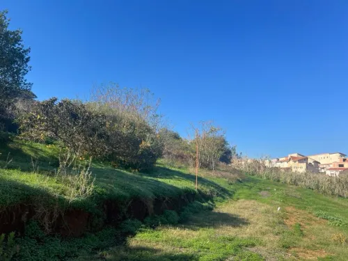 Vente Terrain Alger Saoula