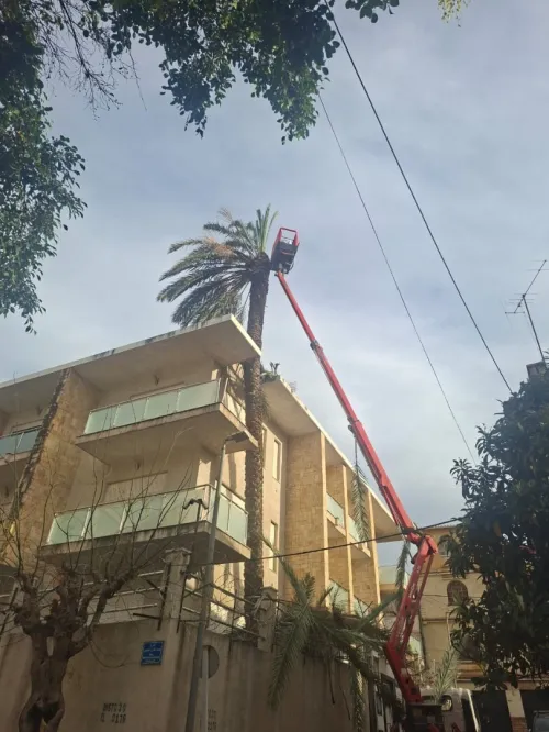 Nettoyage des jardins et abattage et elagage des arbres