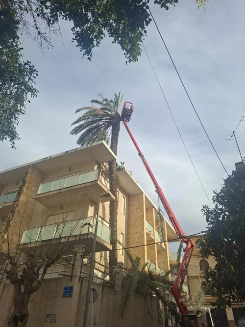 تقطيع الاشجار و تنظيف الحدائق