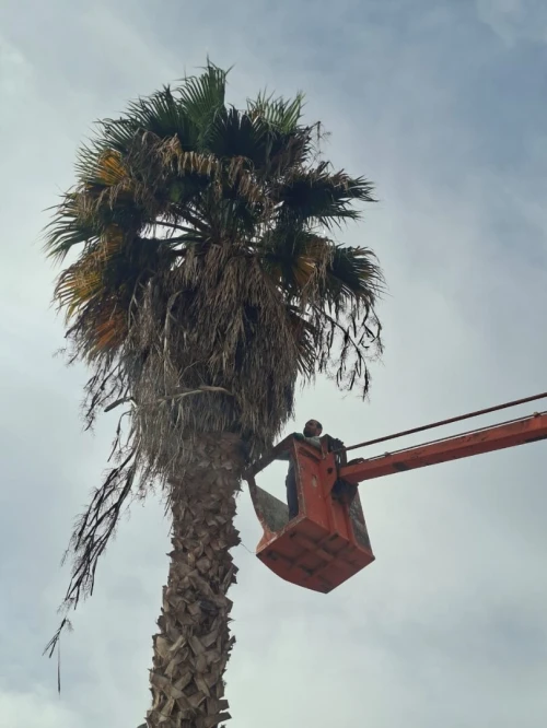 Abattage des arbres, taille et elagage des arbres,  تقطيع الاشجار