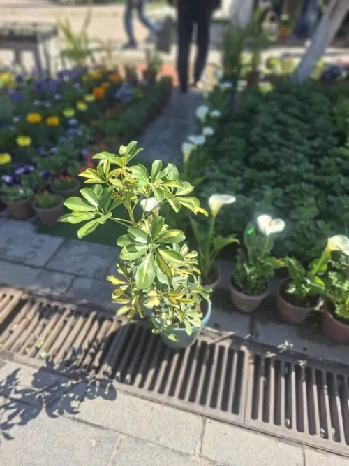 Nettoyage des jardins et abattage et elagage des arbres