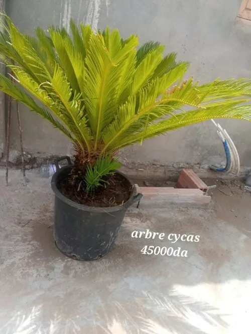 decoration des jardin