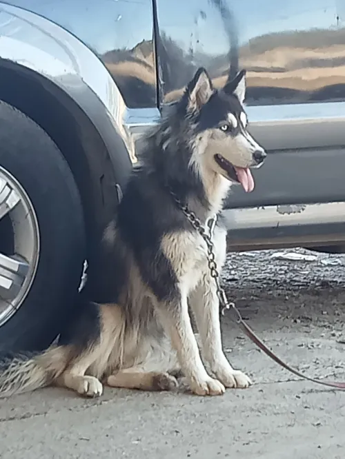 Femelle husky